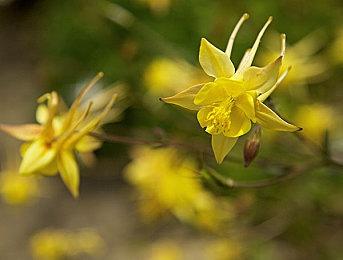 本周Fami通评分出炉 《街头霸王6》获满分评价